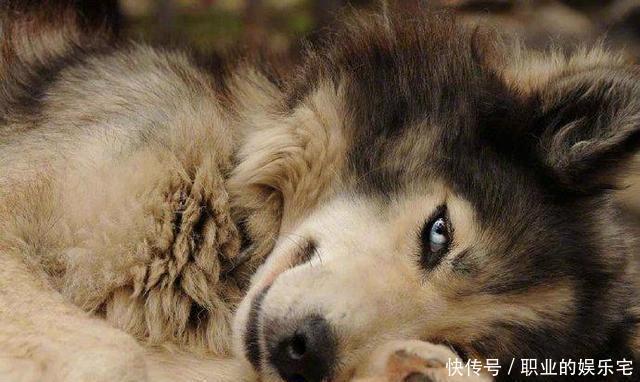 小动物|小动物们拟人化,变身美男子,颜值一个比一个高,忍不住脑补