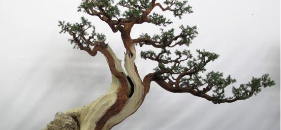 世界上最贵的3种盆栽,一盆可以换好几栋别墅!你见过就算土豪