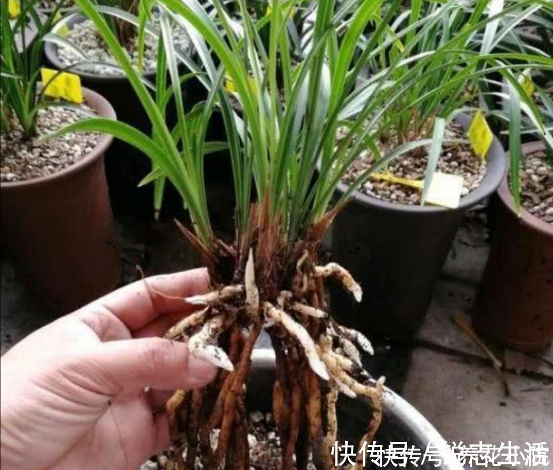 植株|夏天太热,家中养兰花有“4不做”,现在知道还不晚