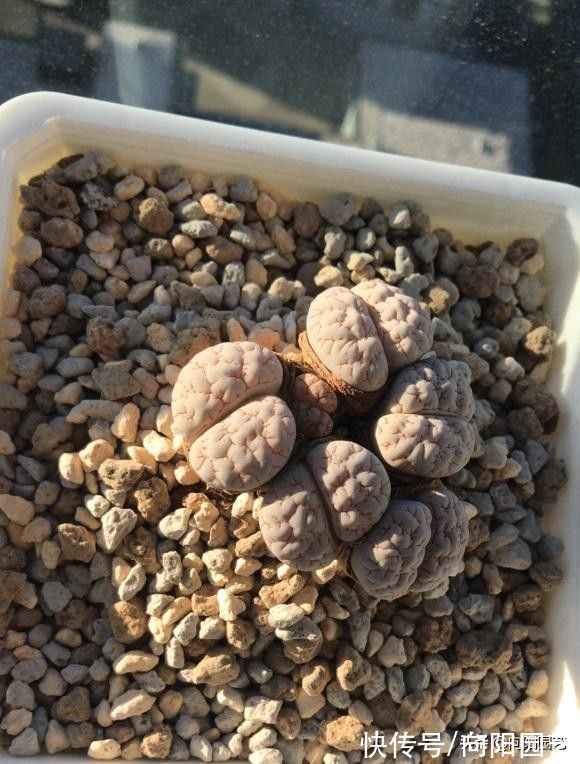 腐殖土|种多肉非要买土吗？不花钱的营养土：腐殖土配松针，顶呱呱好用