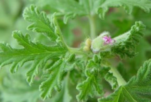 喜欢菊花，就养盆“盘龙系列菊花”盘龙托桂，红花金顶，别具风韵