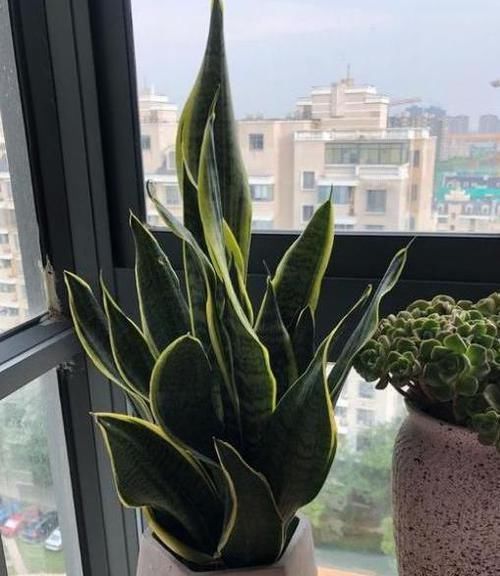 赏心悦目|栽种虎皮兰如何四季常青多注意4点,比绿萝、吊兰更赏心悦目