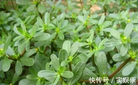 养肝护肝|女人不想肚子圆滚滚，4种野菜，刮油清脂，减肥瘦身，不妨多吃点