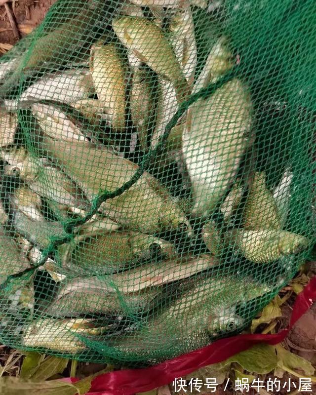 时节|秋季钓鲫鱼与天气的关系浅析