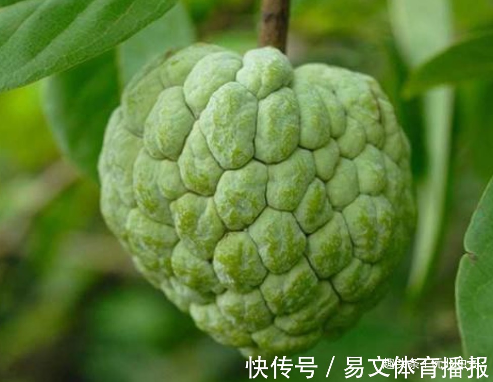 种植|释迦果美白肌肤,延缓衰老,掌握四点,种出优质营养的释迦果来!