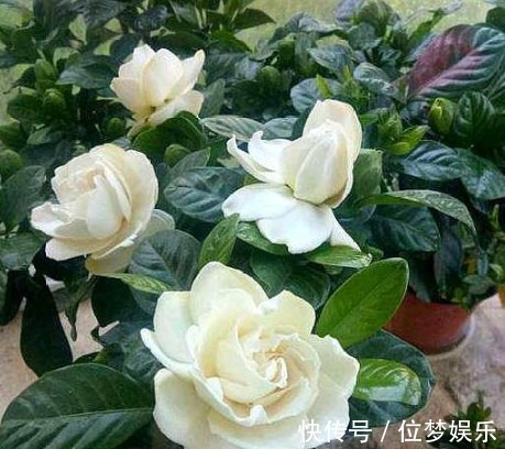 栀子花黄叶不开花掌握关键1点,黄叶不见,花开不断,花香四溢