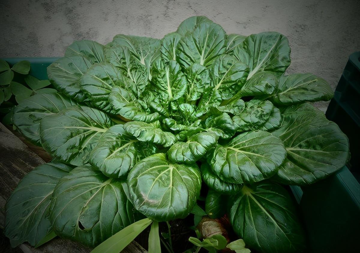  受益|人到中年，适合常吃3种食物，清热排毒，美白护肤，早吃早受益