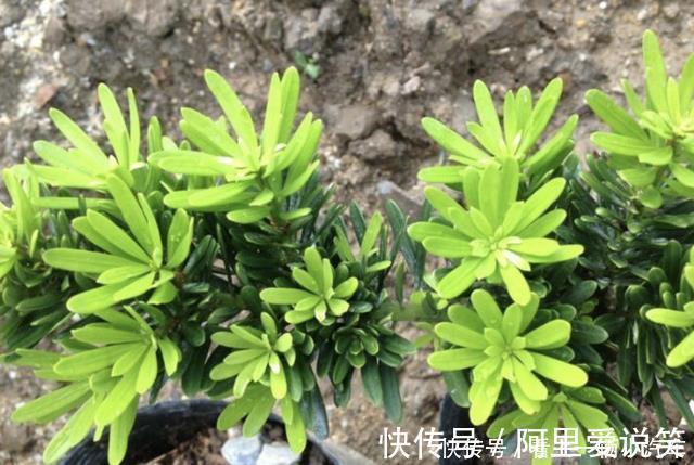水生植物|河边看到3种“树桩”,捡回家种到花盆里,变盆景树,有价值!