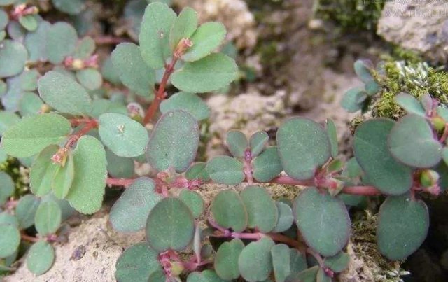 农村墙角一野草，又叫“血见愁”，是一味“止血神药”，你认识吗