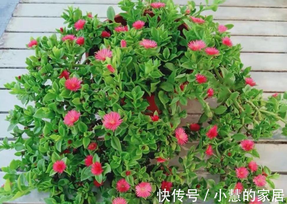 秋天养花选“三七”正合适，新人盆栽，给点水根茎叶长疯了