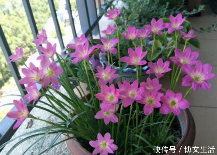 粒状土|4种花好养又漂亮，花香四溢飘满屋，阳台变成小花园