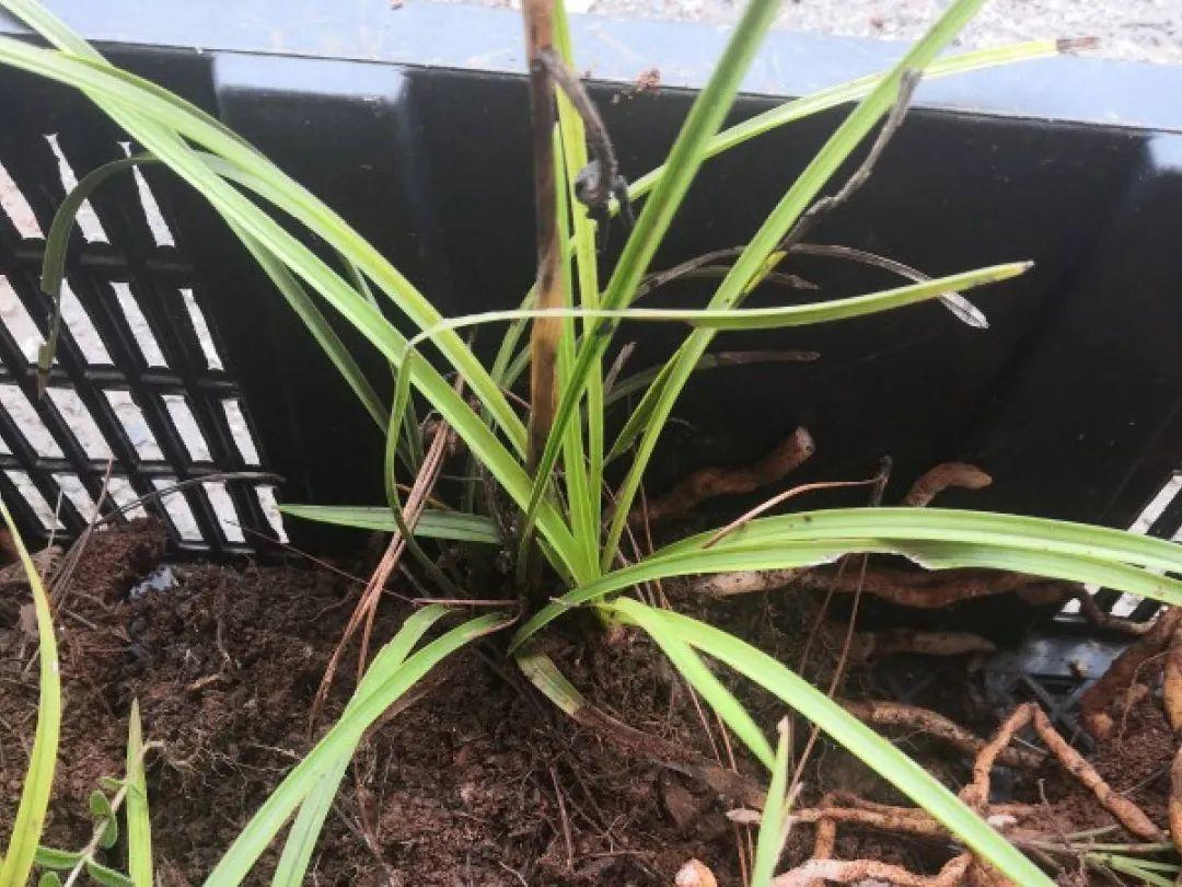 花苞|公认难养的花，养一盆死一盆，从来没有养活过！