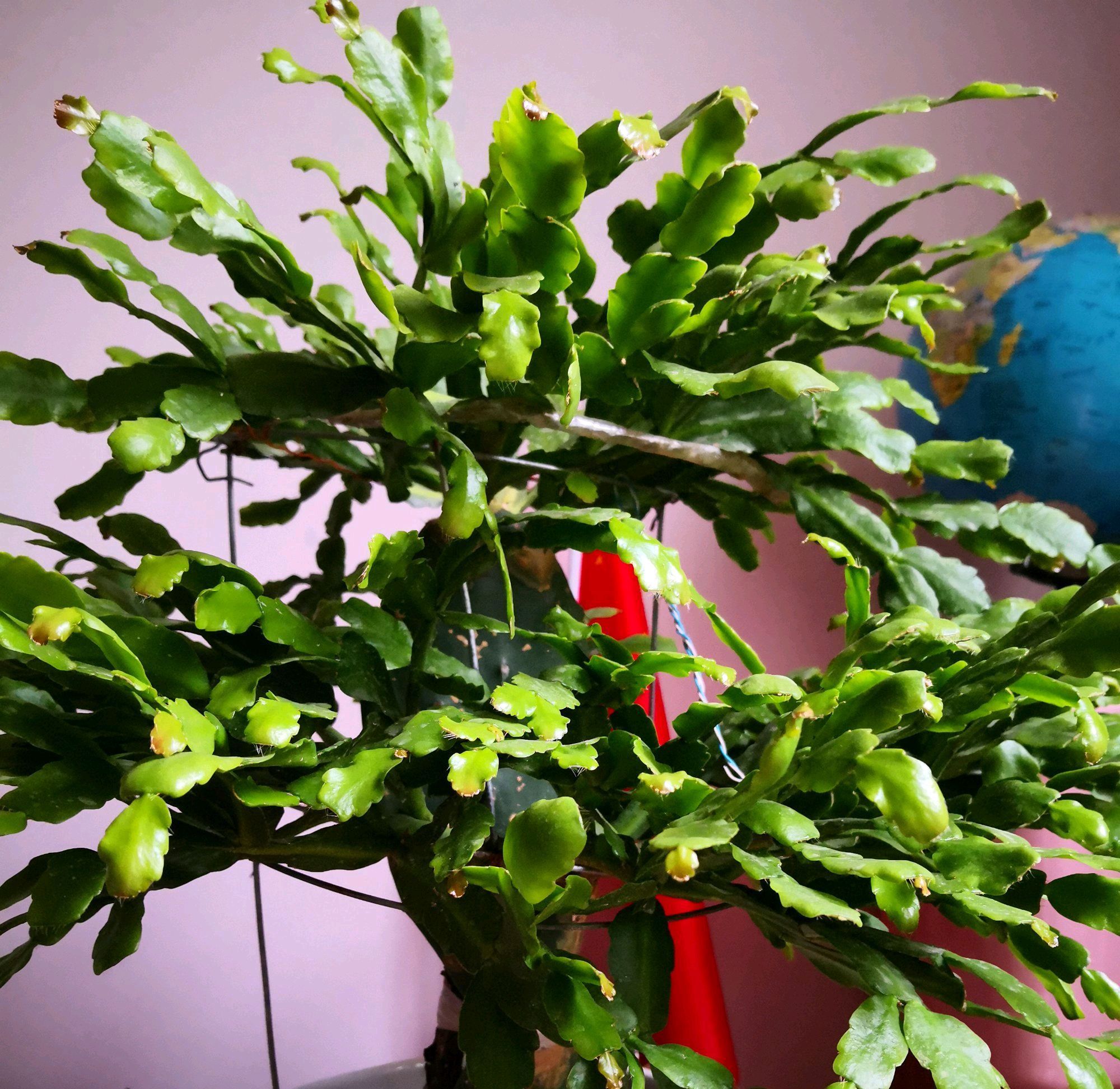 浇水|仙人掌嫁接蟹爪兰,做不到4点,徒劳无功,嫁接一盆坏一盆