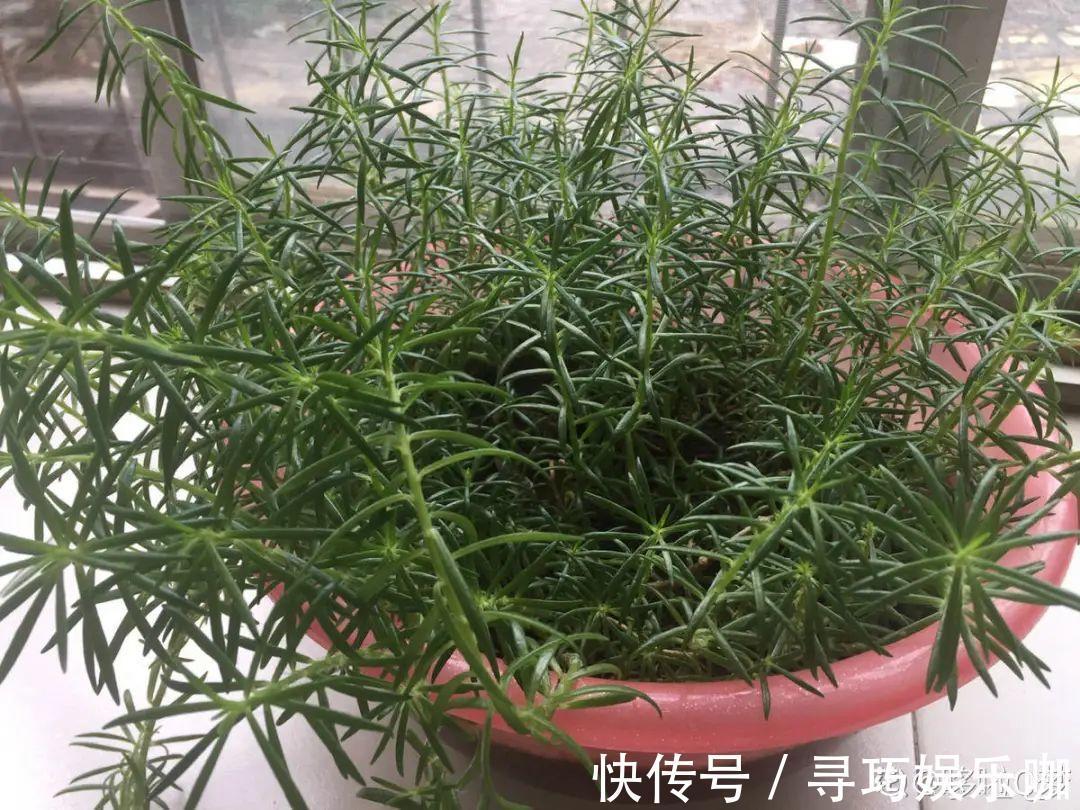 9种花特怕冷,低温浇水容易冻死,夜晚套袋子保暖