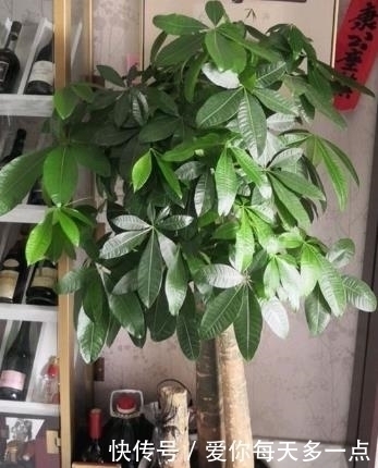 土壤|高花盆养花易“烂根”一个破纱网，一个泡沫箱，根系直接长满盆
