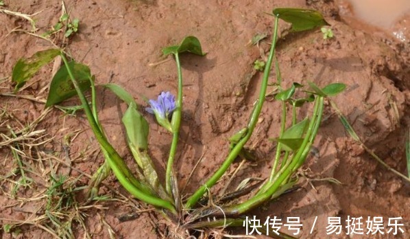 鸭舌草|水田附近的一种“竹叶”，过去是用来喂猪的，现在称为一道野菜