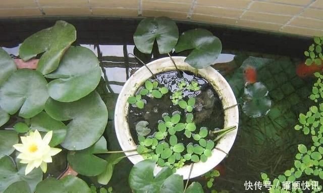 养盆栽睡莲、碗莲,一个小技巧,叶子蹭蹭长满盆,一次开10朵