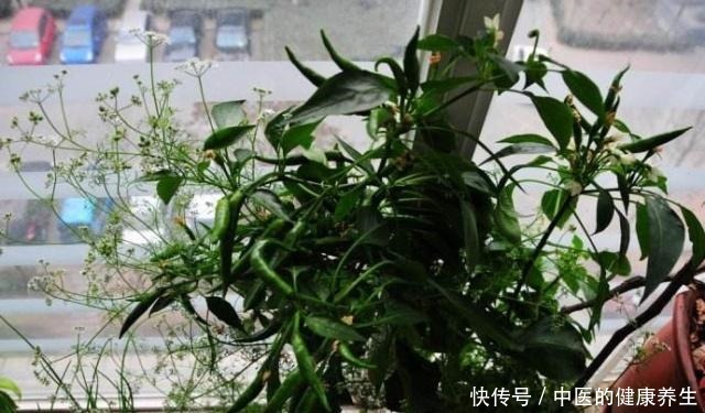 阳台养一盆辣椒,好养又漂亮,一个小技巧,一棵能结10斤!