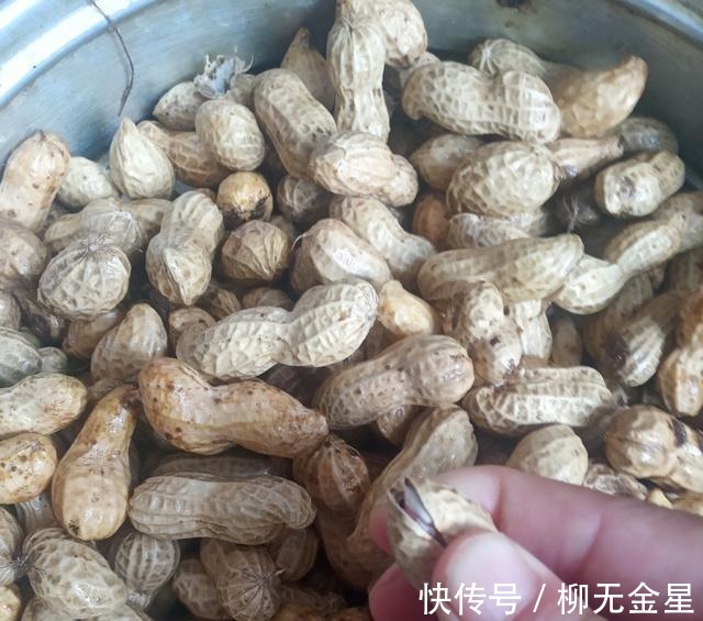 要点|煮花生记住四要点,煮出的花生鲜香味美,特别容易入味!