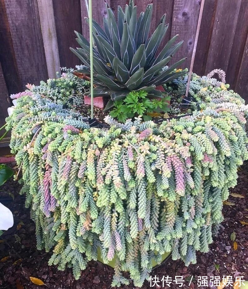 吊兰|3种多肉能养成“吊兰”，随便扔盆里“生根、发芽”，轻松爆盆