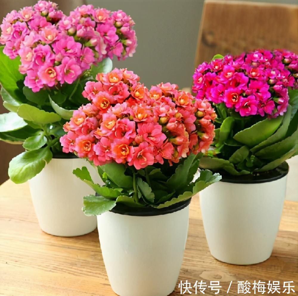 叶片|这3种花“剪一刀”,顺利过冬,来年又能开花了