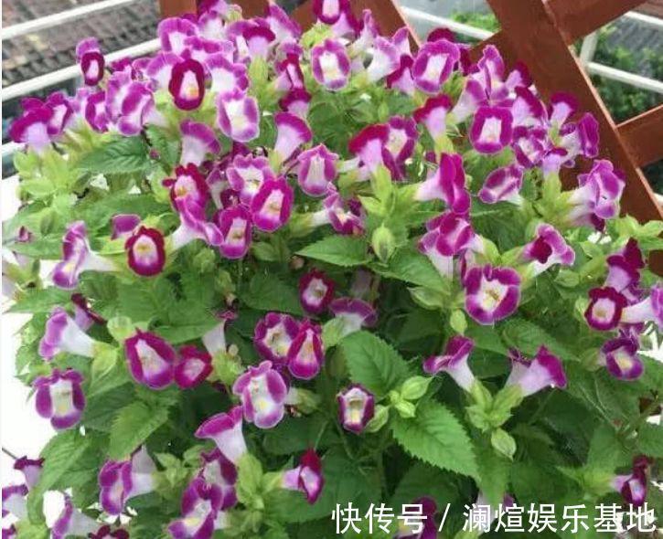 海棠花|最适合新手养的花，沾点水就疯长，开花勤还爱爆盆，美