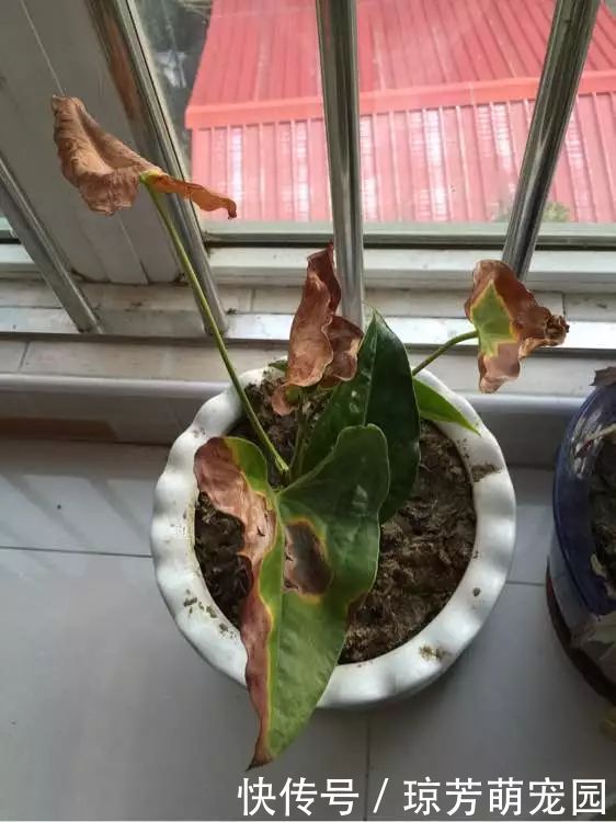 5种花不要“乱晒”,越晒叶越黄,小心晒一盆死一盆!