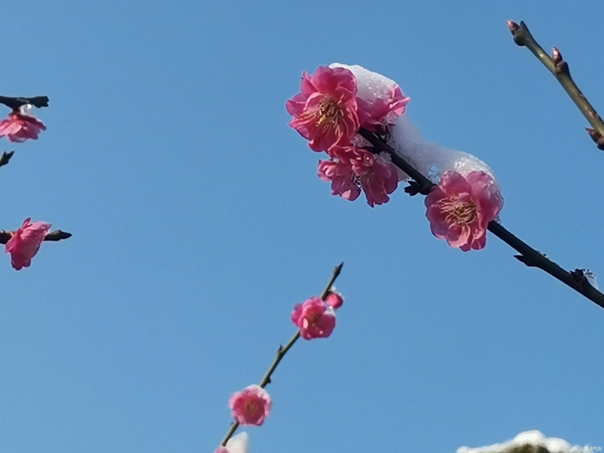 老年|【爱卡踏青季】踏雪寻梅