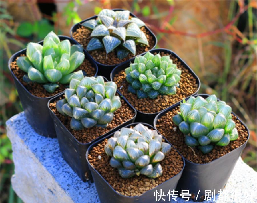 新手|新手夏季养多肉，3件事情最容易做过头，难怪褪色黑腐还落叶