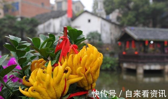 五指橘|天然防癌食材找到了!大家吃一点,或许能有用,别再傻傻忽视了