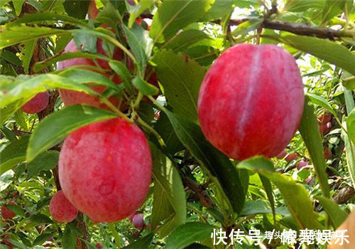 李子李子|冬天女性可以坚持吃4种食物,排毒护肤,清热排毒,滋养女性子宫