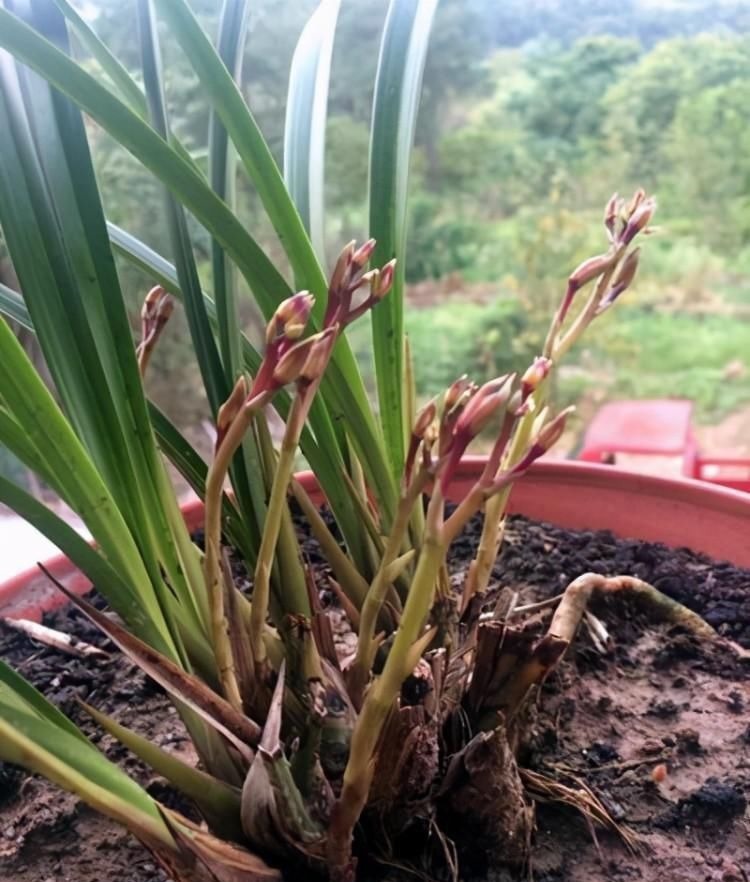 养兰花要定时换盆，脱盆、修剪、上盆及养护，每步都有注意事项