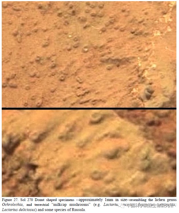 非生物 火星上存在真菌吗？