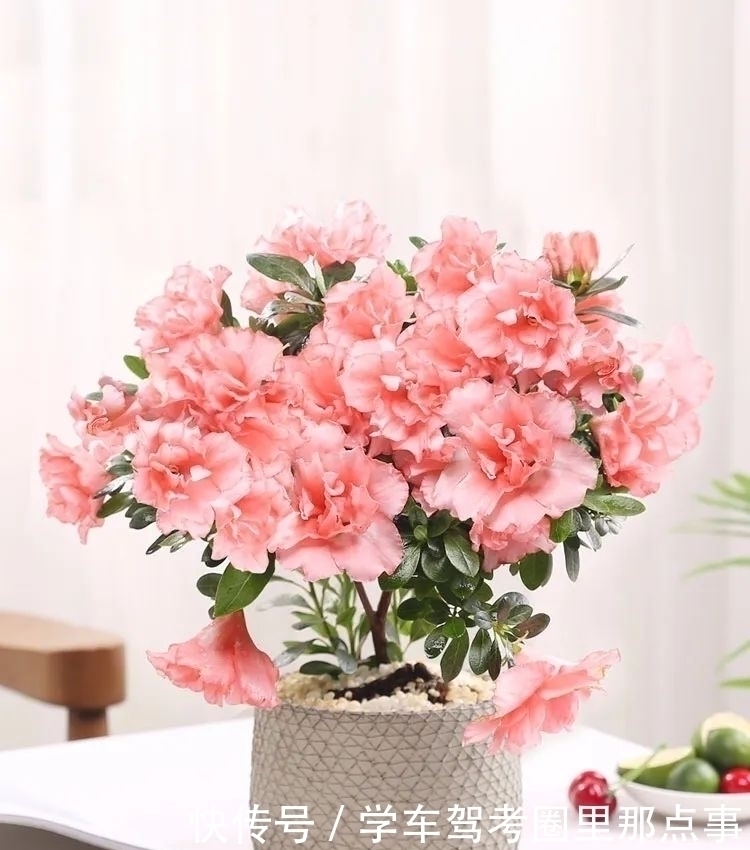 三角梅|家养六种花,个个都是“醋坛子”,隔几天喝一点醋,叶子绿油油的,越长越旺盛