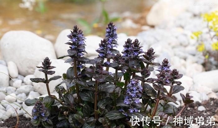野草|这野草,学名“夏枯草”,是中药“珍宝”,野外遇见,请勿错过!
