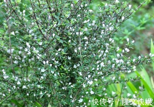 植株|农村人称“白马骨”的野草，全身是宝，对风湿有良效，被广泛种植