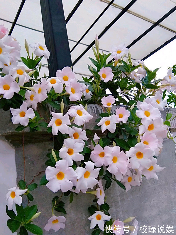 长寿花|八种花期超长的植物,个个花期半年以上,观赏价值高,室内也能养