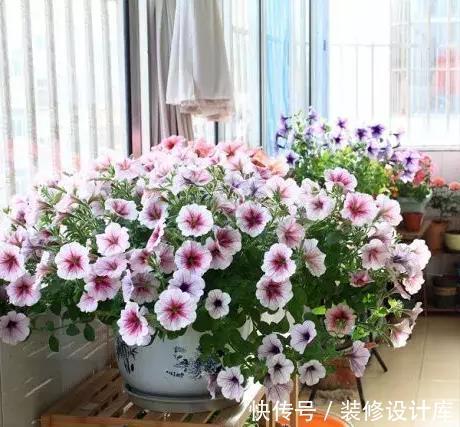 鲜艳|封闭阳台上,禁止养3种花,理想丰满,现实打脸,白白浪费钱