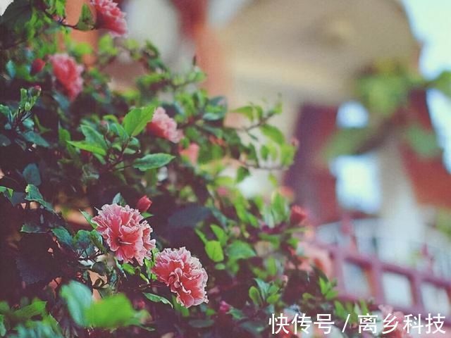 内敛|平时不起眼,关键时刻有大将风范的星座,沉稳内敛是他们的内核