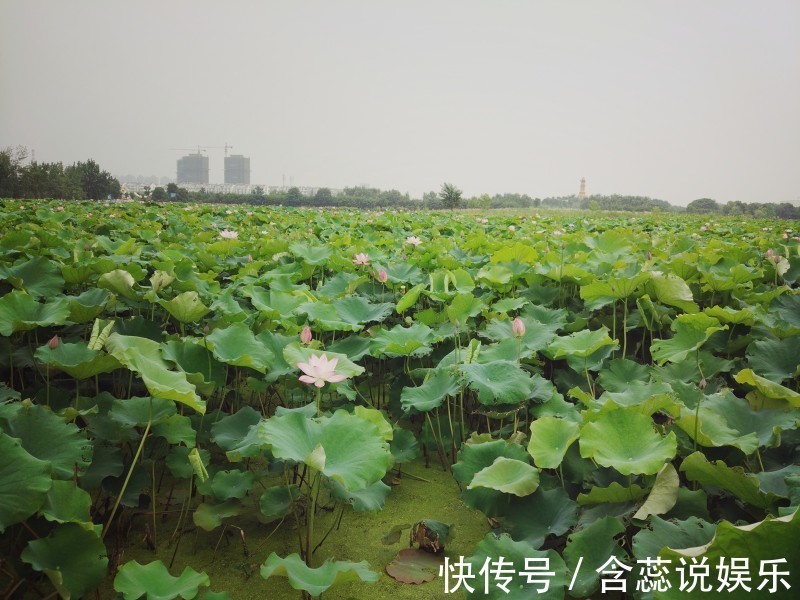 生肖|未来5天财运涨潮的3个生肖，运气真是太好，看看有没有你