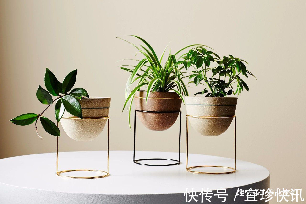 养花10多年总结的室内养花技巧,让新手也能养好花,避免叶黄