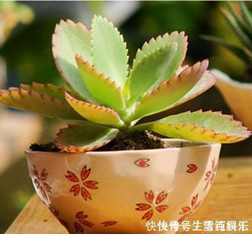 邻居|她只养一种多肉植物,一年一盆变10盆,邻居看了都羡慕