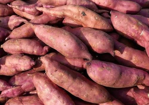 烤红薯|保存红薯,直接丢地上是大错!学会这招,放半年都不坏,越放越甜