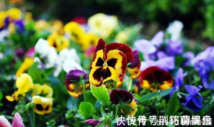 三色堇|夏天就养4种花，好养易活，开花多，开花200天，家里开成花海！