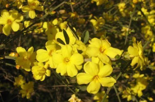 植株|家养2种“树”,过几年就能增值,平日养护也简单!