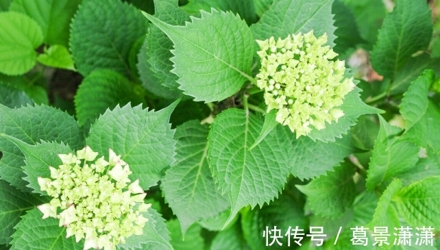 百合花|养这7种花,预算够就买好的,预算不够干脆别买