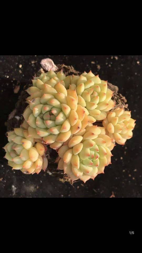 浇水|叶子发黄还脱落注意好这几点,叶子常年绿油油!