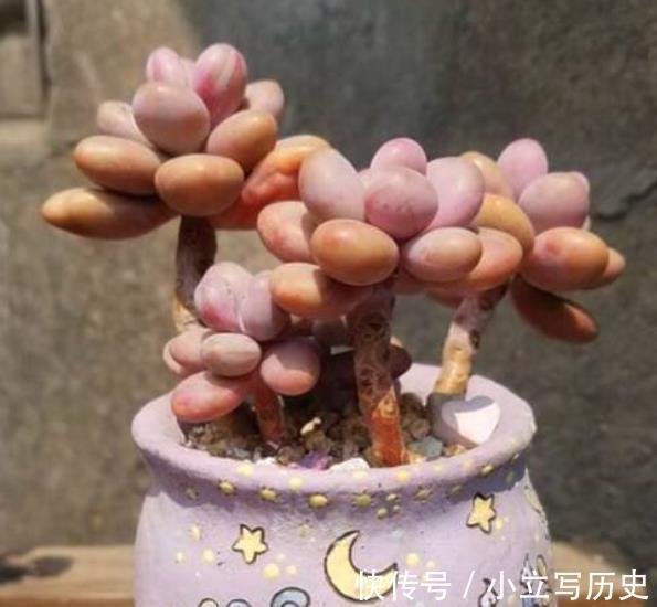 养了3年的多肉桃蛋,现在长成多头悬崖桩,路过的人都夸真美