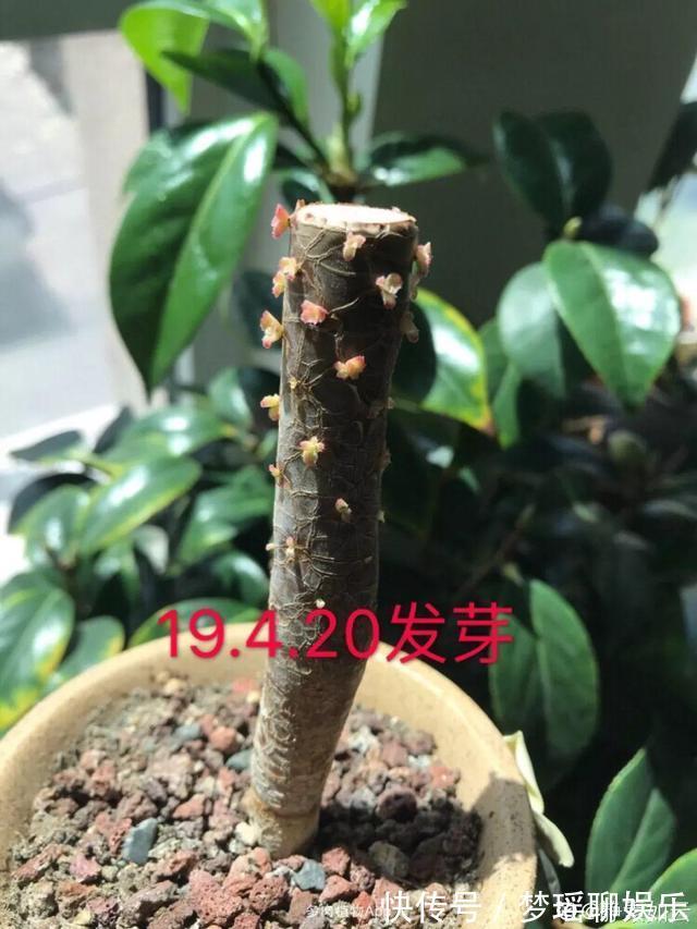 法师|秋天多肉砍1刀，立马爆出一圈芽，1盆变10盆不花钱