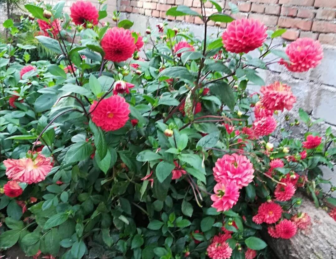 光照|农村院子里,一定要种上它,花色丰富,观赏期长,为庭院增资添色